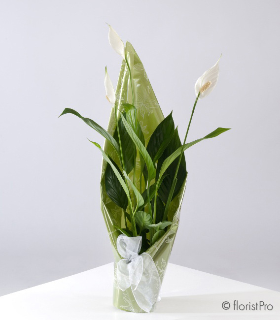 Peace Lily