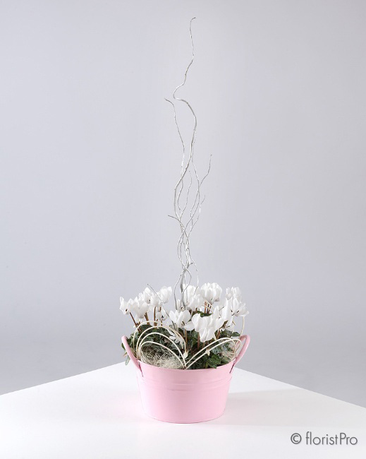 Cyclamen Dream